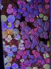 Red Root Floaters - Live Floating Aquarium Plant - Freshwater - Beginner Plants