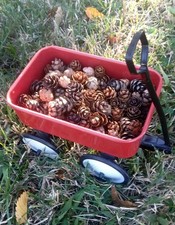 200 Eastern Hemlock Pine Cones  Adorable Mini...