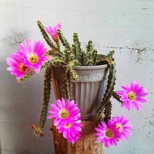 purple Flowering succulent Aizoaceae flowers 3-6cm Cacuts Easy Life Plants 1pcs