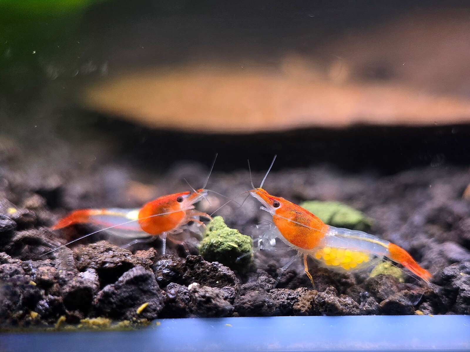 Orange Rili Sunkist 10+2 Pack - HIGH Grade - Neocaridina Shrimp