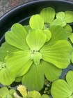 3- Water Lettuce Plants. For Ponds, Aquariums, Or Bio Filters