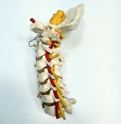 Human Cervical Spine Anatomy Model with Muscle Nerve Brainstem OccipitalBone