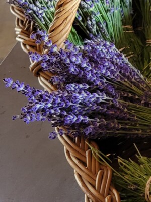 Lavender  Bunch Royal Velvet Picked July 2025 the Culinary one!