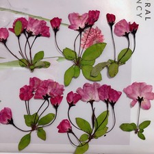 12PCS real Pressed flower, natural colors red pink with leaves stem FHT17