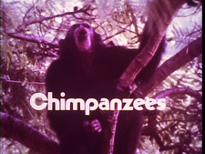 16MM SOUND-"CHIMPANZEES"-1978-NATIONAL GEOGRAPHIC SOCIETY EDUCATIONAL FILM