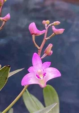 Dendrobium KINGIANUM species FRAGRANT miniature flower orchid. EASY to grow