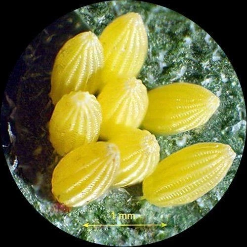 Cabezal de microscopio trinocular estéreo súper amplio AmScope SW24T 20x-40x Foto 4 de 4