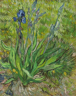 Iris 1889, van Gogh, Wall Art Print Poster 14'' x 11''       1883