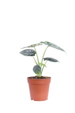 Pianta vera di Alocasia Dragon Scale ornamentale tropicale da arredo interno