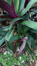 Tradescantia Spathacea BOUL de Mas FRESH 15 Pure LEAVES Organic Bouldimas