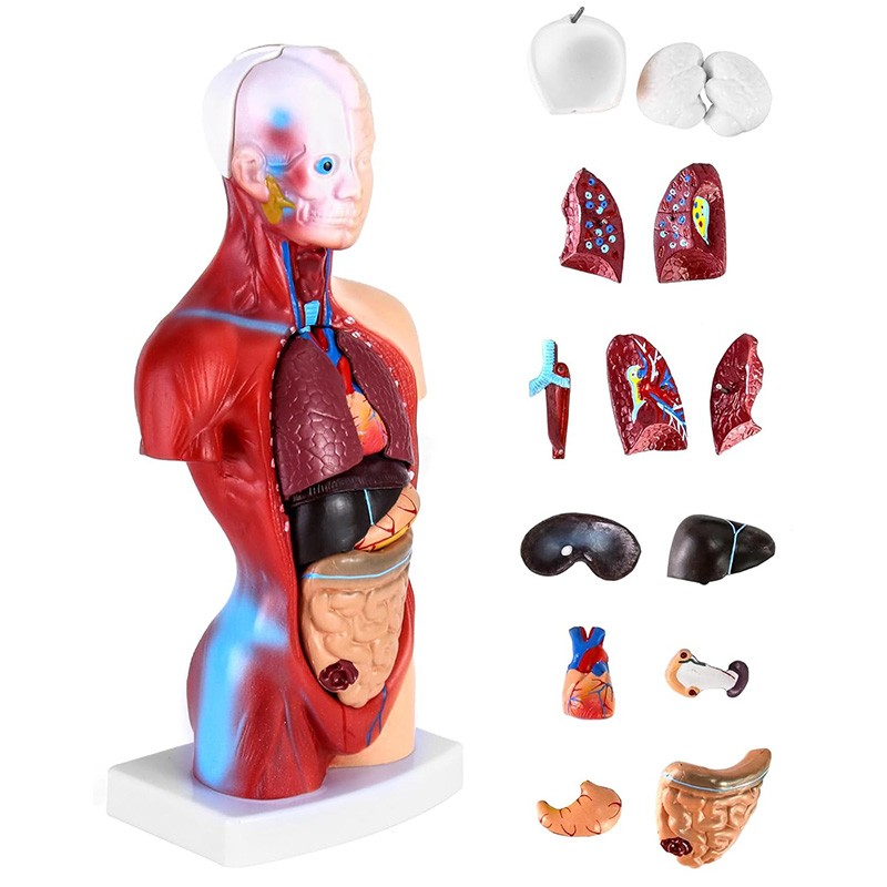 Skelett Meine Körperteile-Puzzle Menschliches Organ-Modell Realistisch Abnehmbar