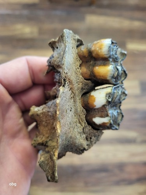 #ad Two historic bison teeth partial maxilla from a Bison Occidentalis $31.00