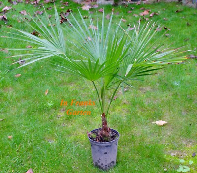 Silberne Berg-Palme, Brahea sp. Super Silver, frosthart, Kübelpflanze, 5 Samen