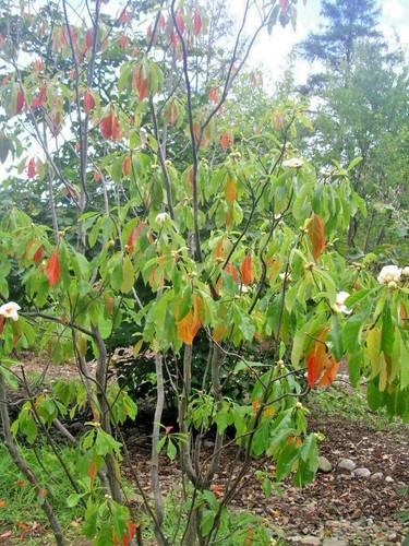20 FRANKLIN TREE SEEEDS - Franklinia alatamaha - 第 6/9 張圖片