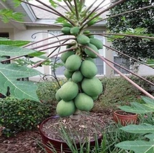 25 Original Solo Sunset Papaya Seeds  Fruits at Few Feet Tall In 9 Months