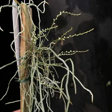 LEAFLESS MADAGASCAR ORCHID SPECIES Microcoelia exilis BS plant good size