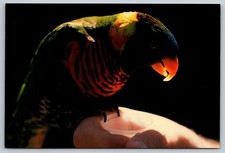 Postcard Parrots Rainbow Lorikeet Philadelphia Zoo 56D