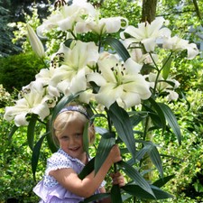 LILIUM TREE BULBS/TUBERS HYBRID HARDY PERENNIAL GARDEN SUMMER FLOWERING-FRAGRANT