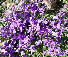 SAMEN Duft-Veilchen-Blüten Duft- und Blütensamen Frühlingsblume Kandierte Vei