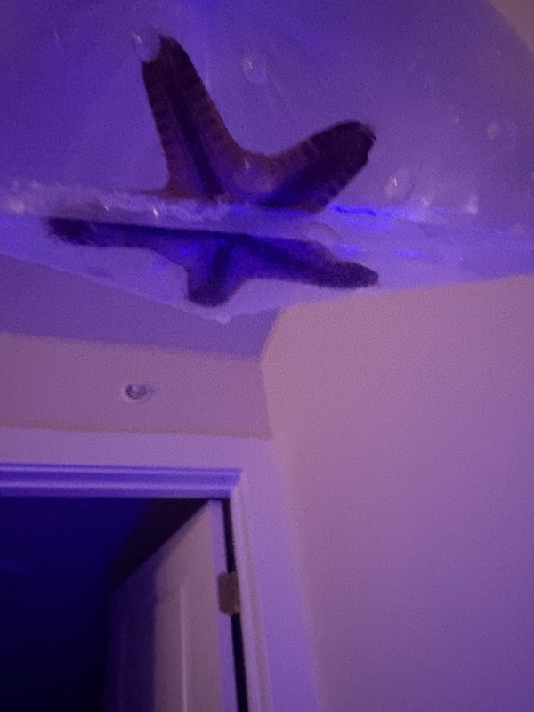 chocolate chip starfish with set up tank and everything needed