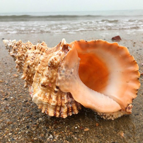 Natural Rubeta Conch Shell Sea Snail Gift Home Fish Tank Ornament 22-23cm - Picture 7 of 11