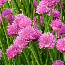 Chives Seeds 0.5g (Avg. 350 Seeds)