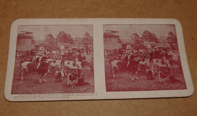 Vintage Stereoview c1890 Benninger's Cow Farm Pennsylvania Northampton County