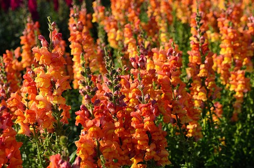 250 ORANGE WONDER SNAPDRAGON Antirrhinum Majus Flower Seeds *Flat S/H - 第 7/10 張圖片