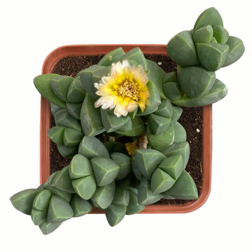Corpuscularia Lehmannii Ice Plant Astridia Velutina Live Succulent Plants Fully Ebay