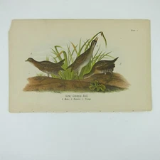 Bird Lithograph Print After John James Audubon Sora Common Rail Antique 1890