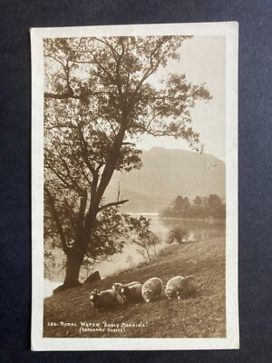 Schafe am Rydal Water, Cumberland Echtfoto Vintage Postkarte T2