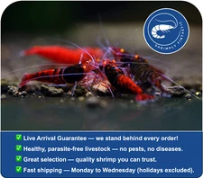 10 Orange Eye Red Devil | FREE SHIPPING| Live Guarantee | USA Bred