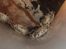 Dairy Cow Isopods 20 Count Bioactive Fast Breeding