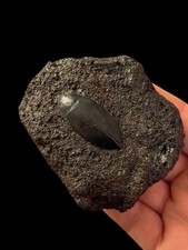 Rare! Large! La Brea Tar Beetle Fossil - California, USA Pleistocene
