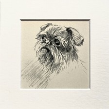 BRUSSELS GRIFFON dog sketch print by KF Barker 1930s/40s - mounted
