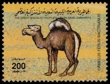 LIBYA 1554f - Bactrian Camel "Camelus ferus" (pc44260)