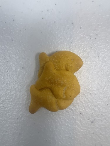 Rare Goldfish Cracker Conjoined Triplets Group of 3 Fish Conjoined
