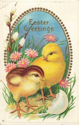 c1910 Chicks Shell Egg Huge Exaggerate Gold Willow Easter P339