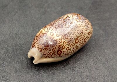 Eyed Cowrie Seashell Spotted Tan Cypraea Argus (1 shell approx. 2.5+ inches)