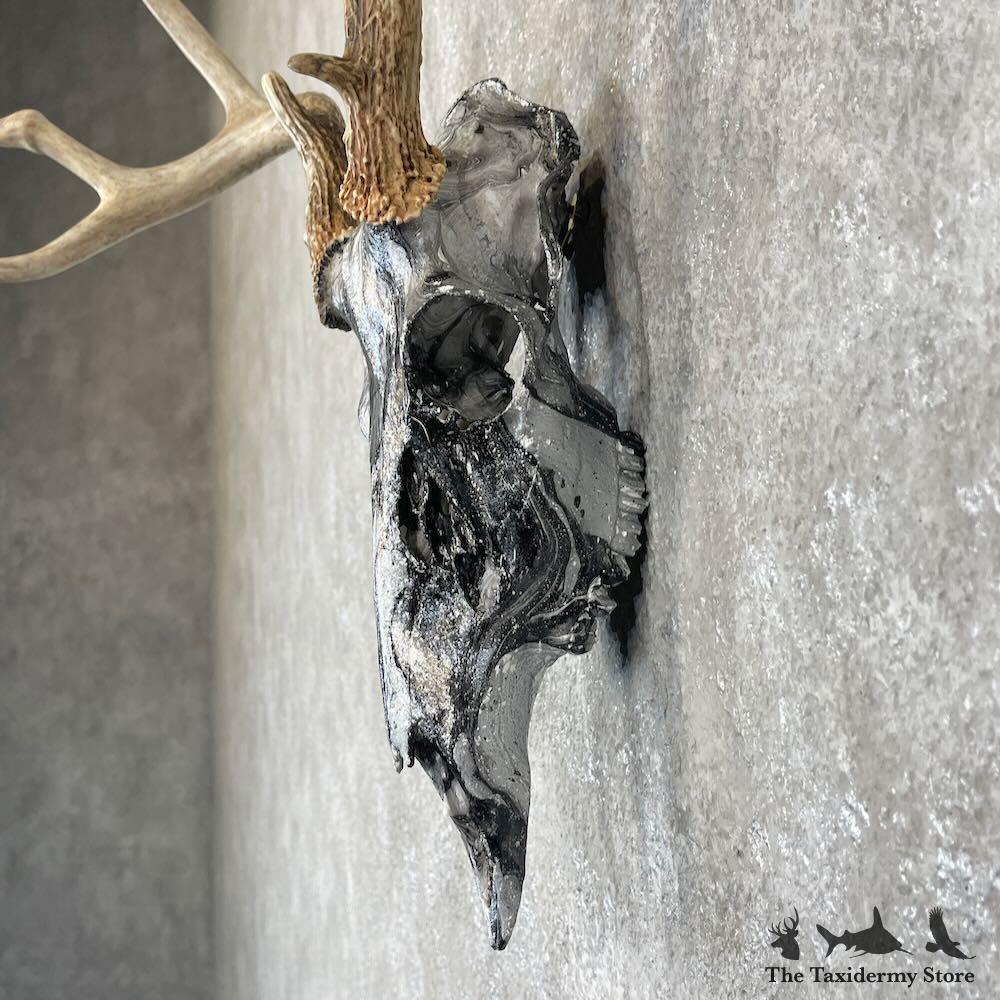 28102 N+ | Whitetail Deer Skull Dipped Taxidermy Mount For