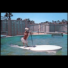 Postcard of Fifi the Canine Mascot at Marineland Florida