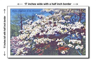 Missouri 1940s - Native Dogwood in the beautiful Ozarks 1 - 11x17 Poster