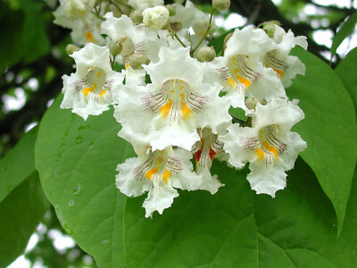 #ad Northern Catalpa Tree Seeds Catalpa speciosa 50 seeds $4.75