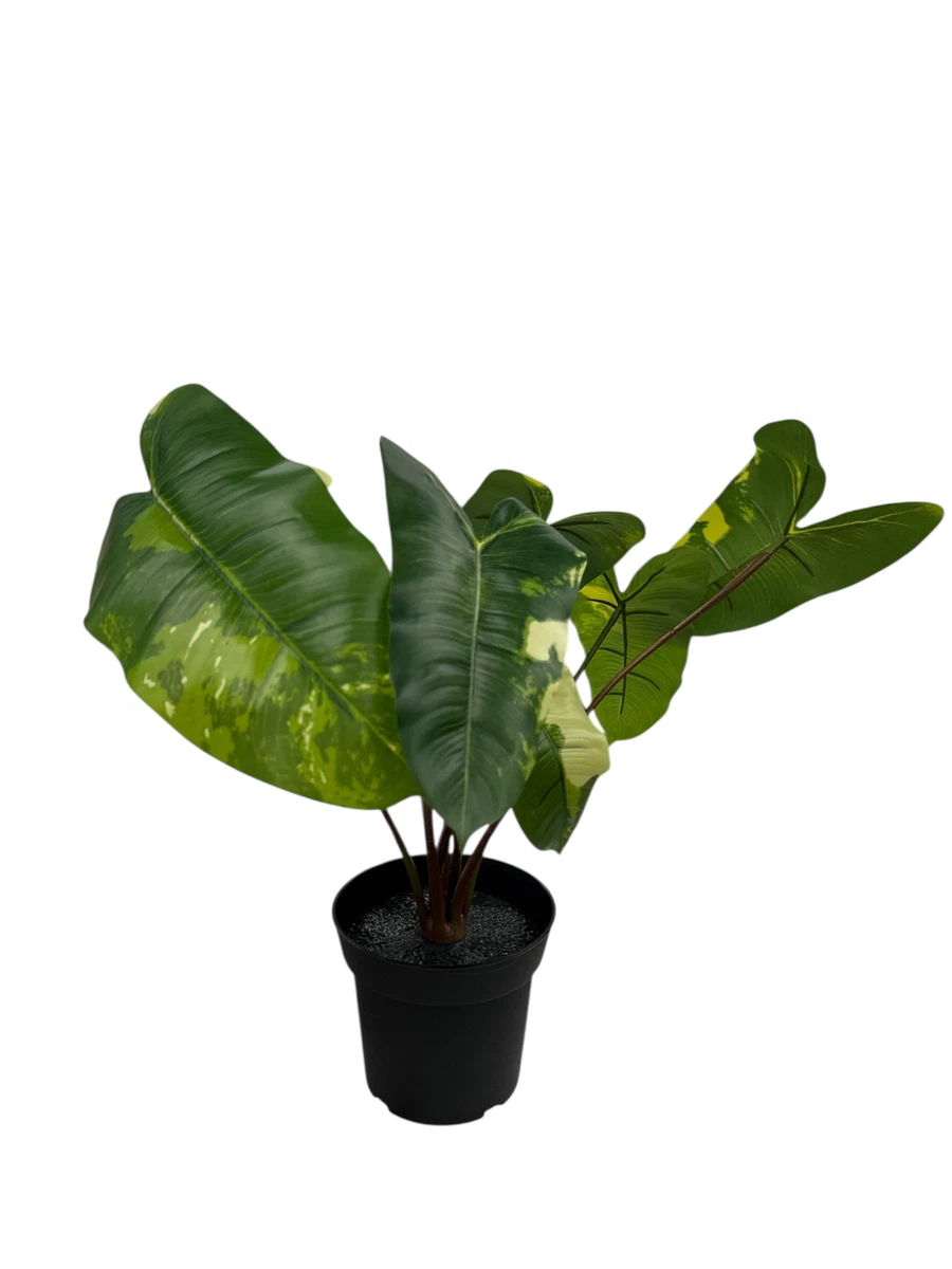 zebra plant Aphelandra Squarrosa Botanica | Zebra Plant main image 1