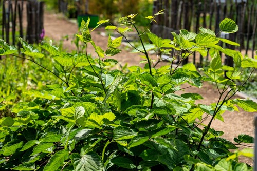 20 SIBERIAN GINSENG Eleutherococcus Senticosus Ci Wu Jia Herb Shrub Seeds - Picture 8 of 12