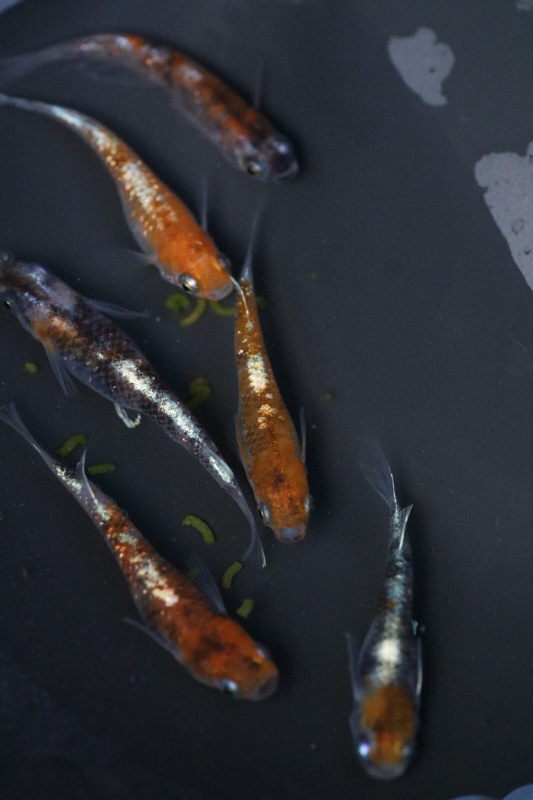 Kougyoku Japanese Rice Fish Eggs aka. Medaka 15+ Eggs. Japan Killifish