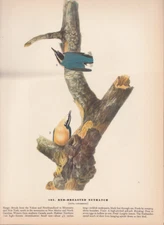 Audubon 1942 Vintage Bird 105 "RED Breasted Nuthatch" Full Color Art Plate Litho
