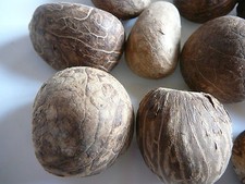 Tagua Nut 7 Nut's Large Whole Carving Dried Uncut Raw 1 3/4" to 2" Uncut