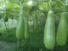 Big Bottle Gourd seeds | 5 Seeds | Asian Squash| Pugua Opo seeds.