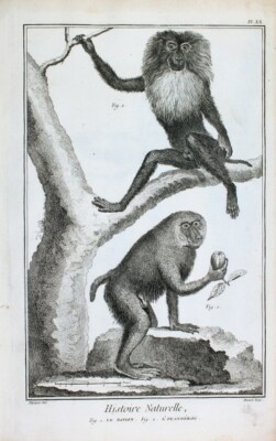 Babuino Papion Baboon Monkey Mono Bartaffe Macaca Silenus Makake
